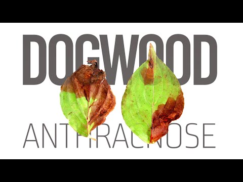 Видео: Нохойн хортон шавьж, өвчин - Нохойн модонд нөлөөлж буй асуудлын талаар мэдэж аваарай