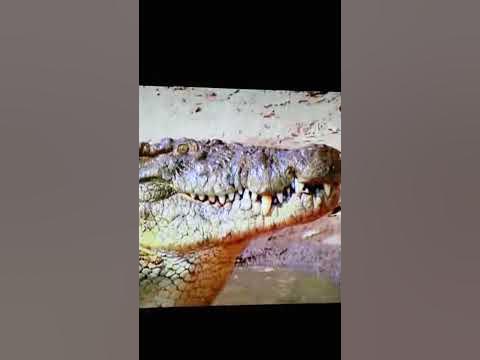 Crocodile eating a gazelle whole. - YouTube