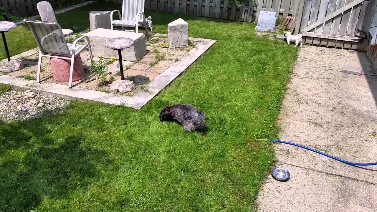 One Guy And Three Ladies First Adventure Peeing In The Backyard