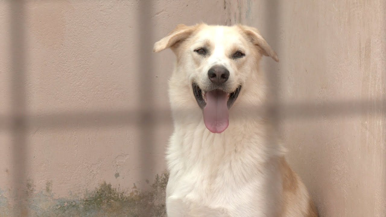 Historias de perros en busca de hogar para dar todo su amor