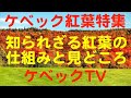 ケベック紅葉特集（メープルシロップ関連）