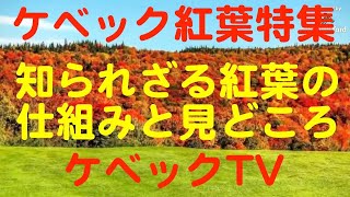 ケベック紅葉特集（メープルシロップ関連）