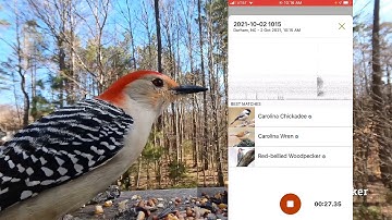 How to Identify Bird Sounds with the Merlin Bird App