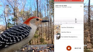 How to Identify Bird Sounds with the Merlin Bird App screenshot 4