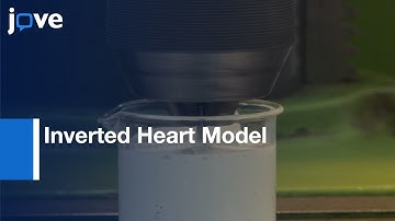 Inverted Heart Model for CT Collection from the Isolated Heart | Protocol Preview