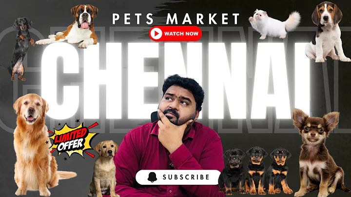 Video 9823641: persian cat, quality pets, pet show, pets dog