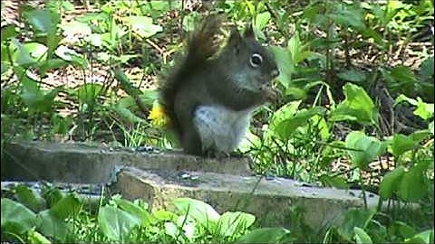Audio Visual Catnip- Watch With Your Cat- Spring Mix, Squirrel, Grosbeak, and Blue Jay