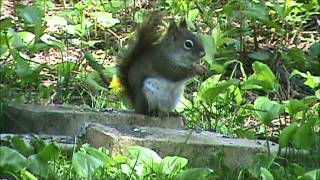 Audio Visual Catnip- Watch With Your Cat- Spring Mix, Squirrel, Grosbeak, and Blue Jay