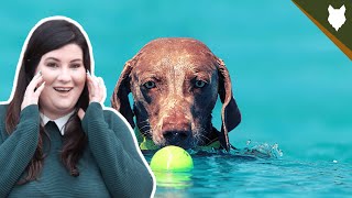 DO GERMAN SHORTHAIRED POINTER LIKE SWIMMING? by Fenrir German Shorthaired Pointer Show 1,914 views 3 years ago 5 minutes, 13 seconds