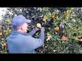 Cultivo de naranjas, ultimo aclareo manual.