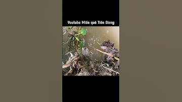 Độc lạ cá rô #miềnquêtiềngiang #câucá #fishing #mồicâucá #câucárôđồng