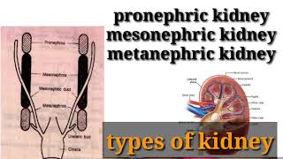 types of kidney in hindi ## pronephric,mesonephric or metanephric kidney in hindi