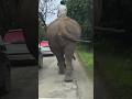 Hathi Ji kab mujhe side milega 🤣🐘