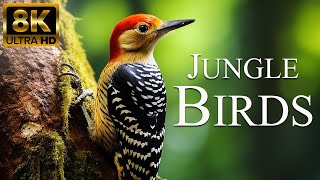 Jungle Birds 8K ULTRA HD | Colorful Birds of Amazon Rainforest | Relaxation Film
