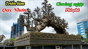 P3-Triển lãm SVC Quy Nhơn -Gia lai 2025-Cây tầm trung gây sốt cộng đồng 