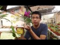 Solución enzimática casera para la floración de orquídeas || Orquiplanet