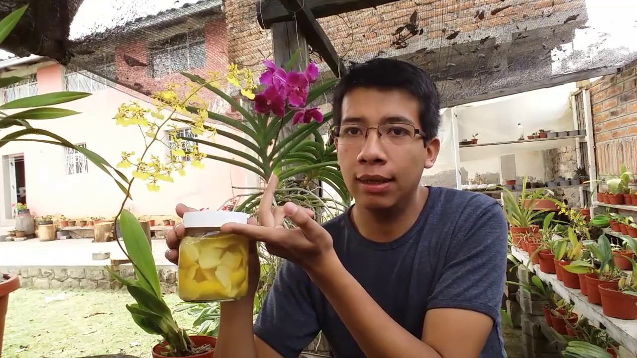 Solución enzimática casera para la floración de orquídeas || Orquiplanet