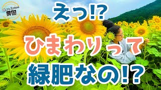 【ひまわり】成長過程とフレールモアを使った粉砕【緑肥】【景観緑肥】【土づくり】