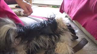 groomtime by Joan Clarke 68 views 5 years ago 3 minutes, 28 seconds