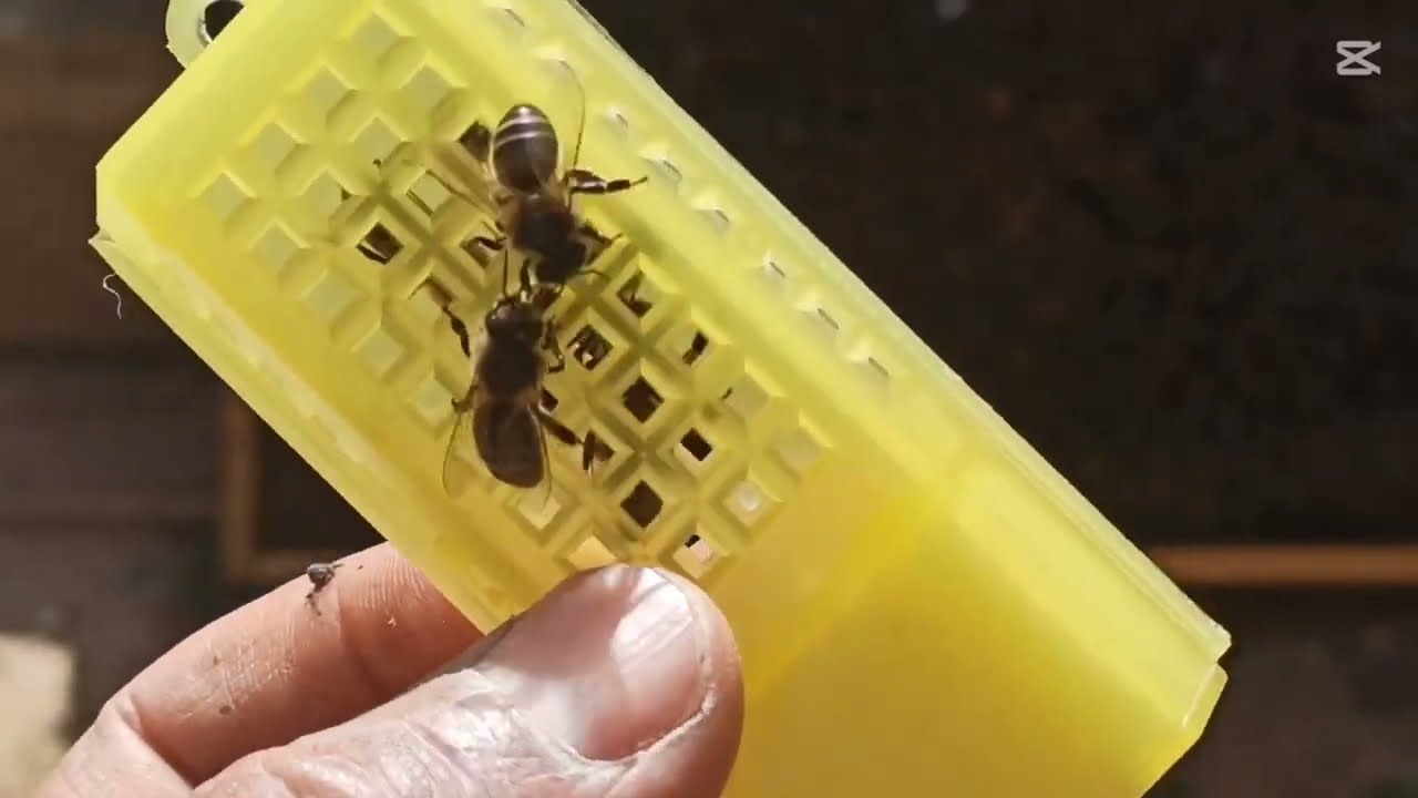 اصطياد ملكات النحل