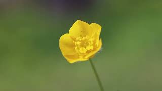 Anemonoides ranunculoides