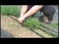 Lavender Plant In Seeds Fall