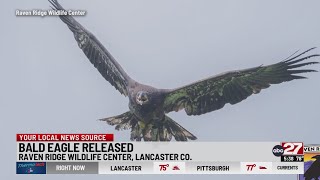 Bald eagle flies again after help from Raven Ridge Wildlife Center