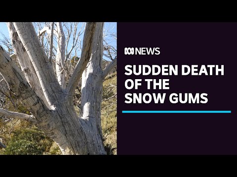Video: Informasi Eucalyptus Pauciflora: Pelajari Tentang Snow Gum Eucalyptus Care