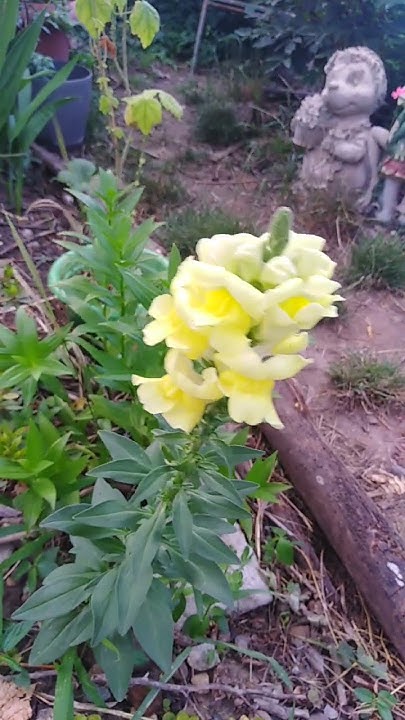 львиный зев для срезки#мадам_садовод #garden - YouTube