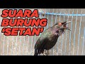 'Burung Setan' yang Bersuara Kristal | Jalak Keling | Cucak Keling Gacor