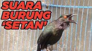 The scariest bird in the world! listen his sound..