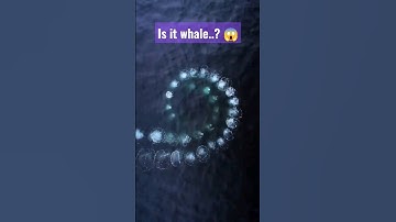 whale Humpback whales create ‘bubble nets’ 😱#viral #biology #wildlife #shorts