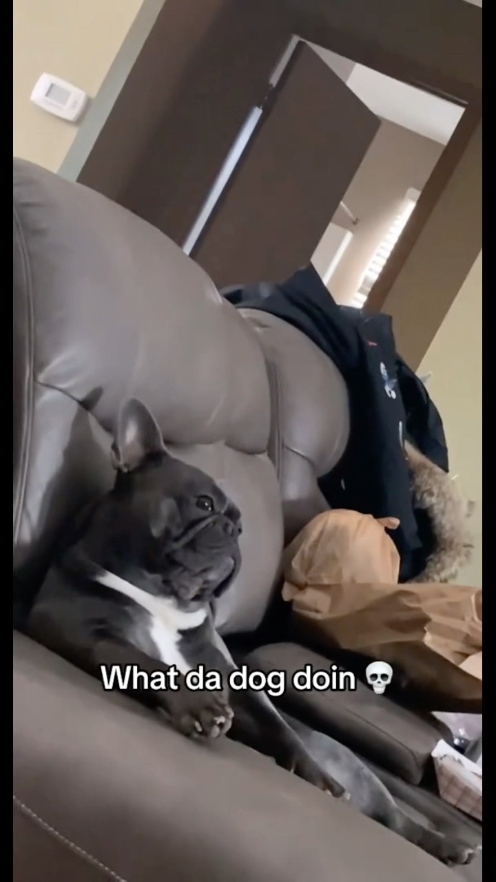 Dog straight chillin ??