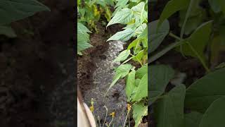 This Watering Sound is TOO Satisfying 💧🌿 Pure Garden ASMR You’ll Watch Twice