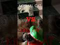 Normal Cat VS King Cat an incredible event🤯😎 #normalvsking #foryou #viral #kingartist #2026 #aisuper