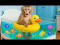 Monyet Lily Senang Sekali! Ayah Belikan Kolam dan Latihan Renang Pertama! | Lily Indonesia