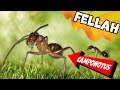 Муравьи-гиганты Кампонотус Феллах / Camponotus fellah