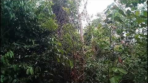 Suara pikat burung ribur |pikat semua jenis burung | Mudahnya mikat burung pakek mp3