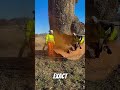 Taking Down A Hollow 500 Year Old Oak Tree Arborist Cuttingtrees 500years Oaktree Chainsawman mp3