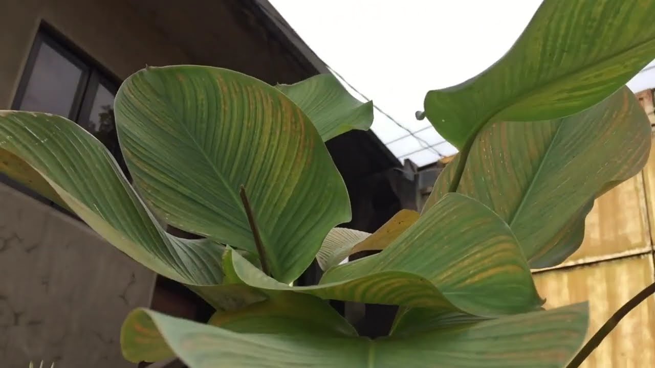 Tropical Vibes at Home: The Calathea lutea | Why Calathea lutea Is Turning Yellow. How to Fix It?