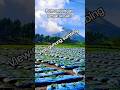 view gunung sumbing#wisata #vidioshort