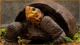 El RESURGIMIENTO de la TORTUGA GIGANTE FERNANDA que PARECIA EXTINTA en GALAPAGOS [Ecuador]