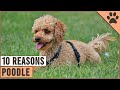 Top 10 Reasons Why You Should Get A Poodle | Dog World