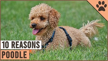 Top 10 Reasons Why You Should Get A Poodle | Dog World