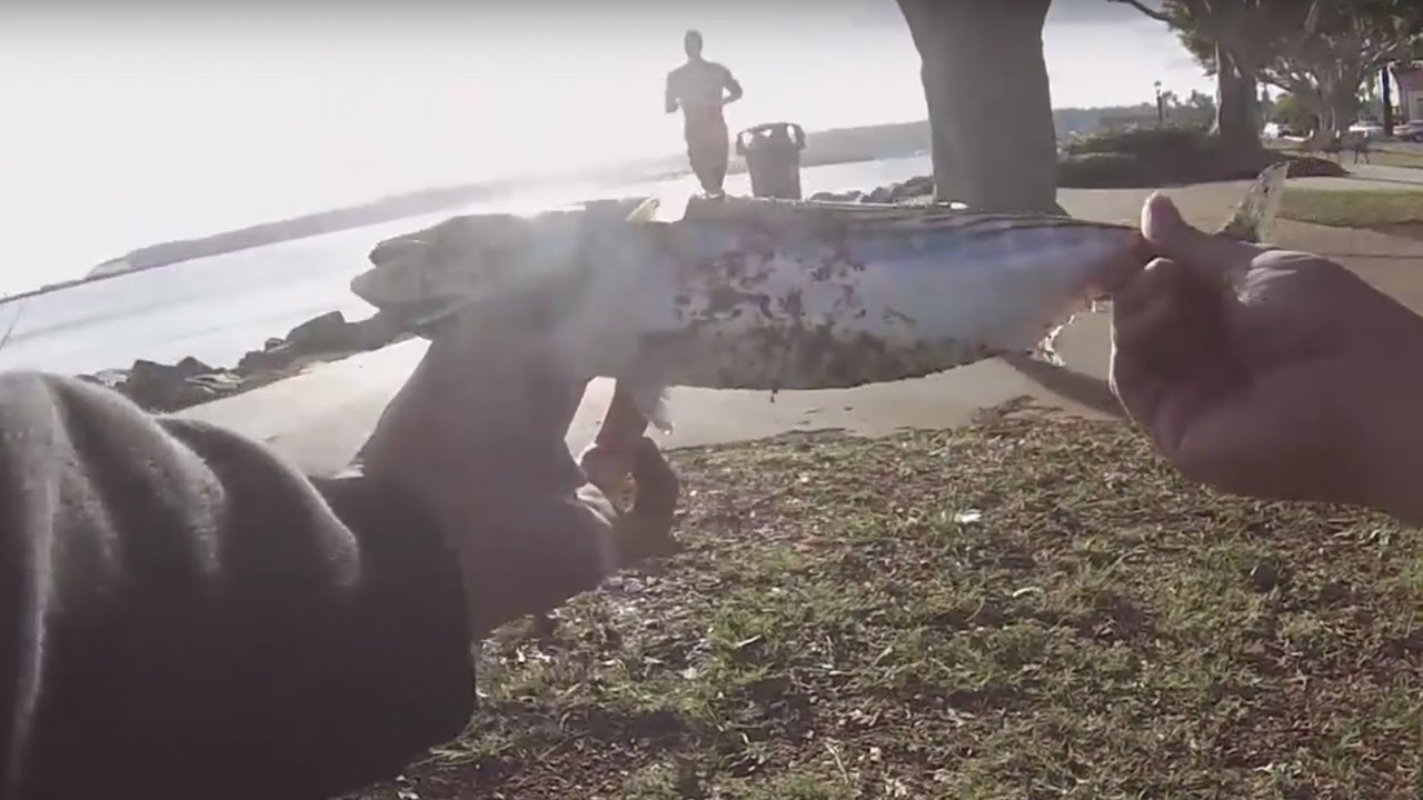 Morning Session In San Diego Bay
