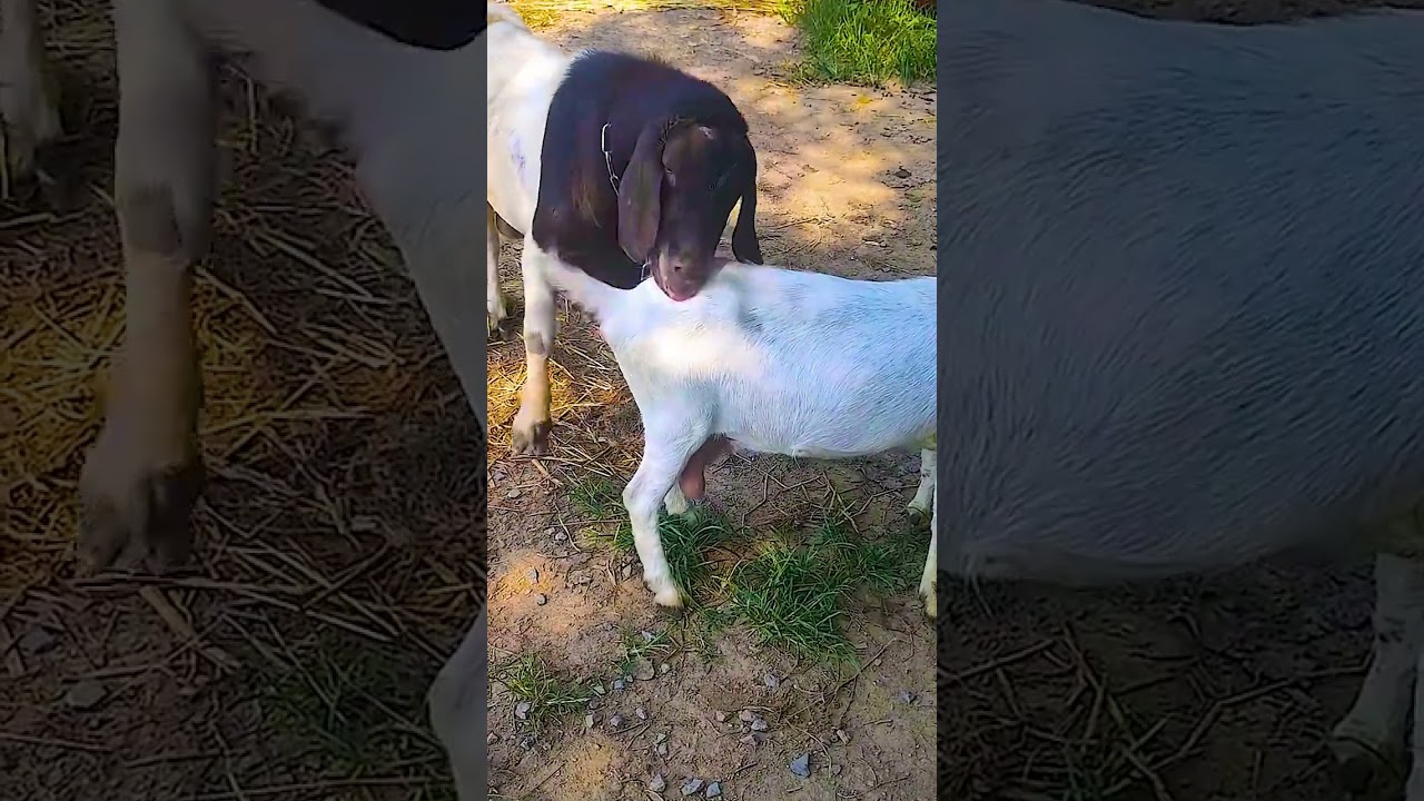 The backup boys are starting to go into battle 1891