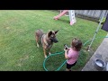 Funny Dog Loves Drinking Water From The Hose