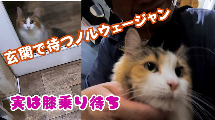 Video 11079941: norwegian forest cat, forest rescue