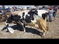 150 миңге саан УЙ 🐄 Оохх карачы 😱 👍👍👍| Сокулук мал базары | 30.06.19 |