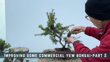 Improving Some Commercial Yew Bonsai - Part 2